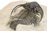 Bargain, Rare, Spiny Kolihapeltis Trilobite - Atchana, Morocco #226040-5